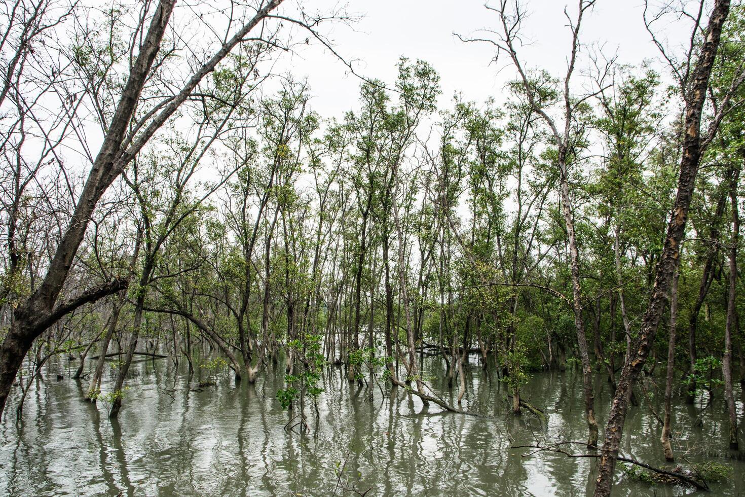 foresta di mangrovie in thailandia foto