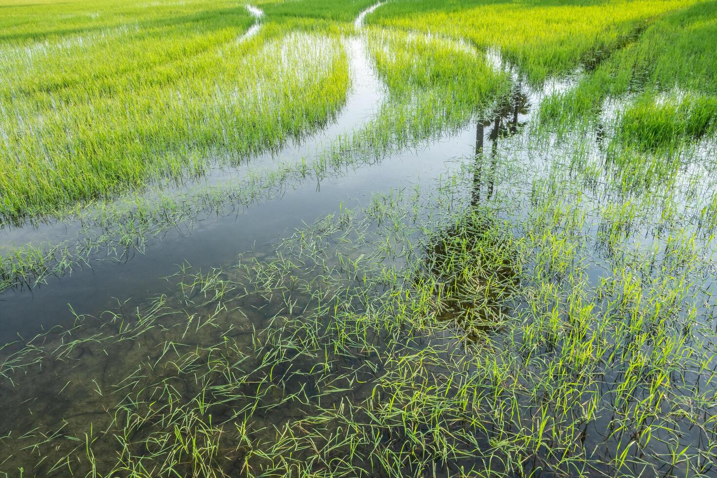 campo di riso in estate foto