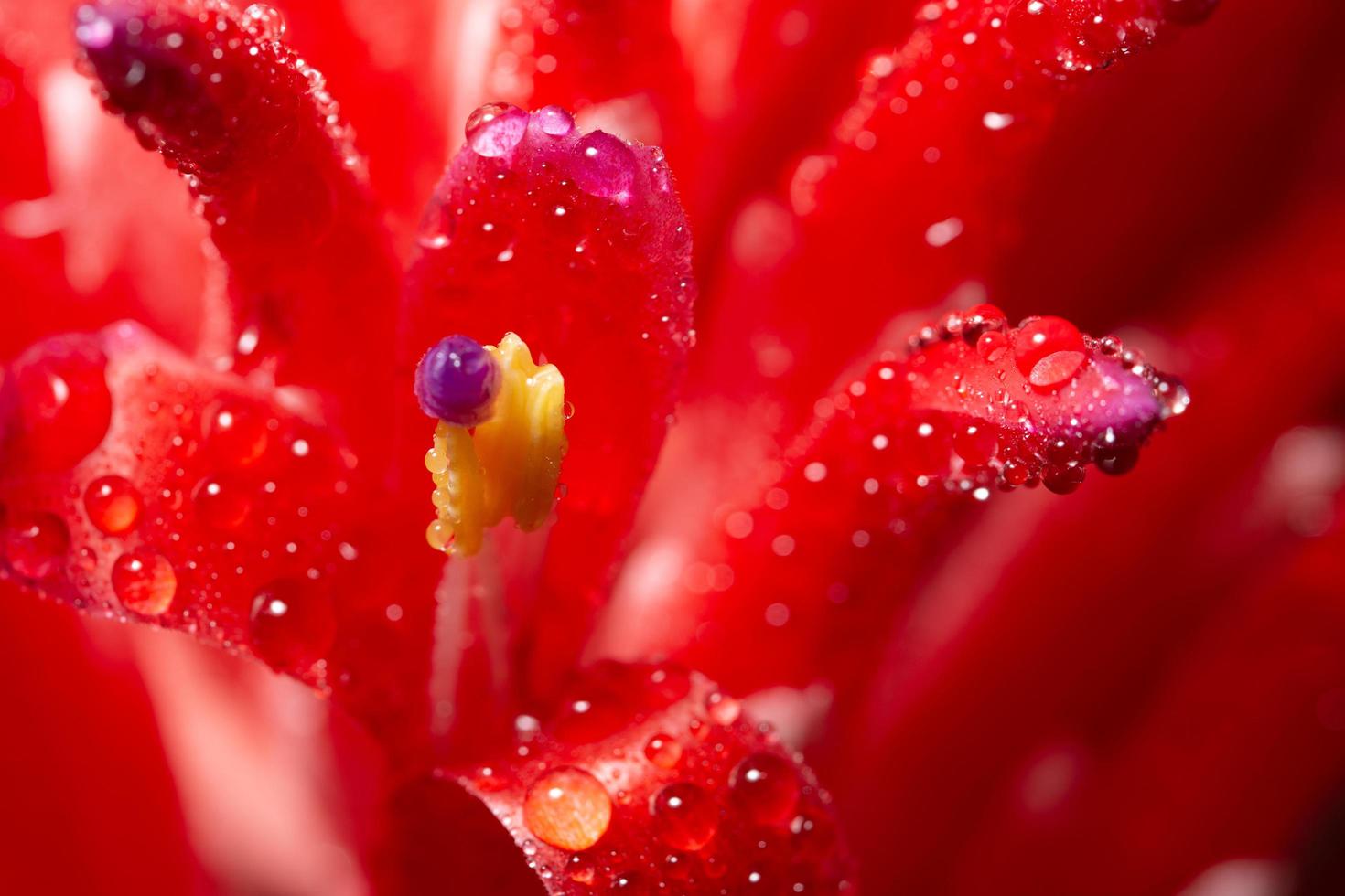 gocce d'acqua su un fiore foto