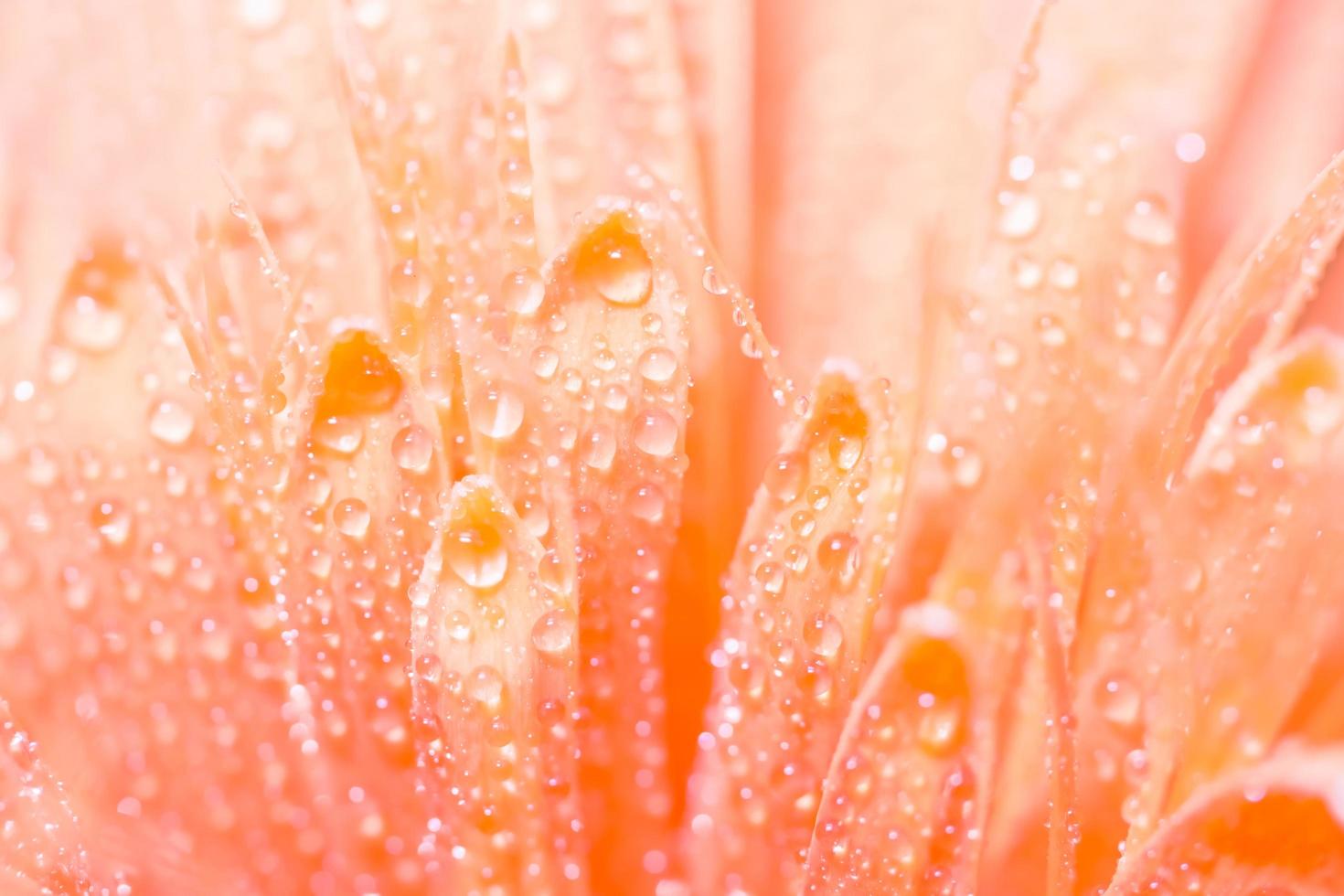 gocce d'acqua sulla gerbera rosa foto