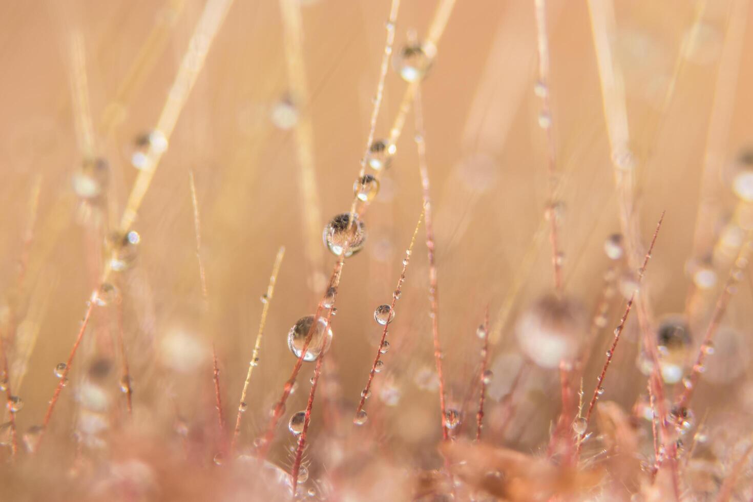 gocce d'acqua sui fiori di erba foto