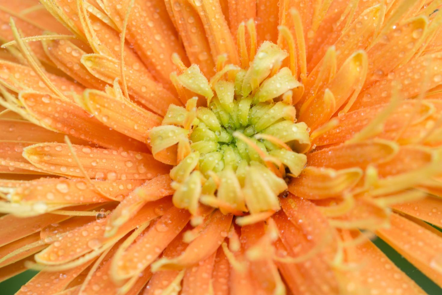 gocce d'acqua sulla gerbera arancione foto