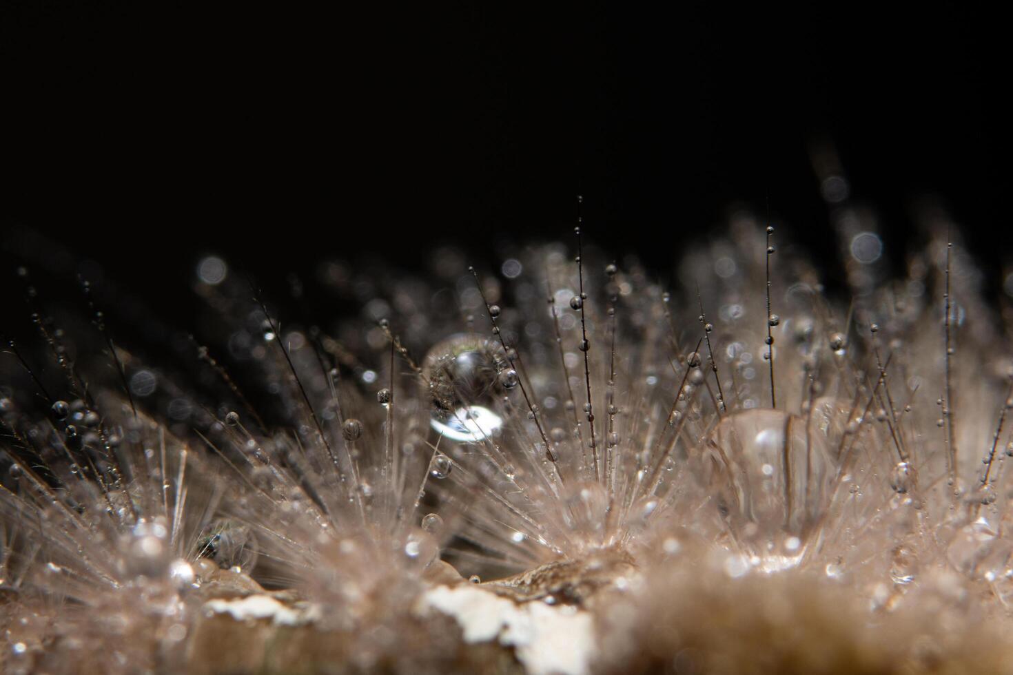 gocce d'acqua sulla pelliccia foto