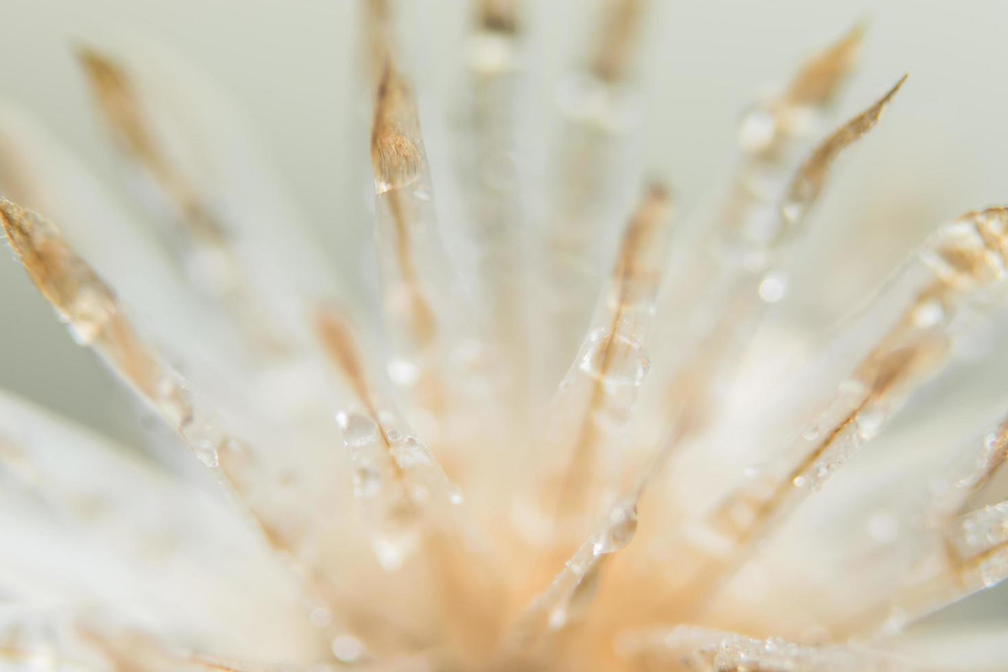 fiore selvatico su sfondo bianco foto