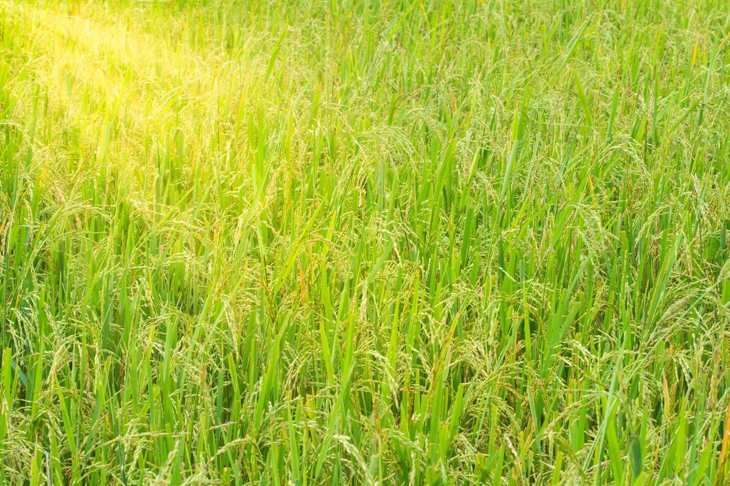 campo di riso verde foto