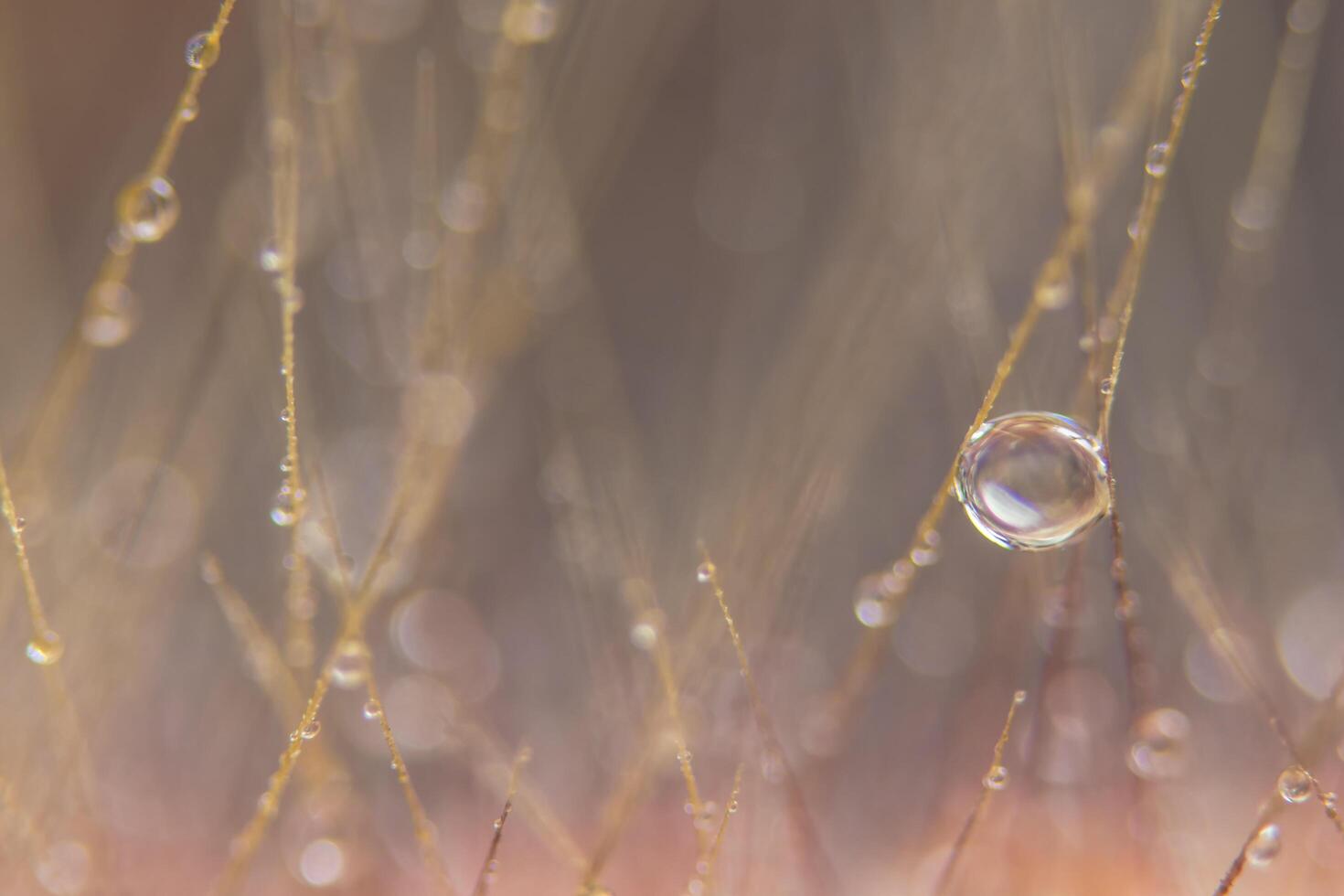 gocce d'acqua sui fiori di erba foto