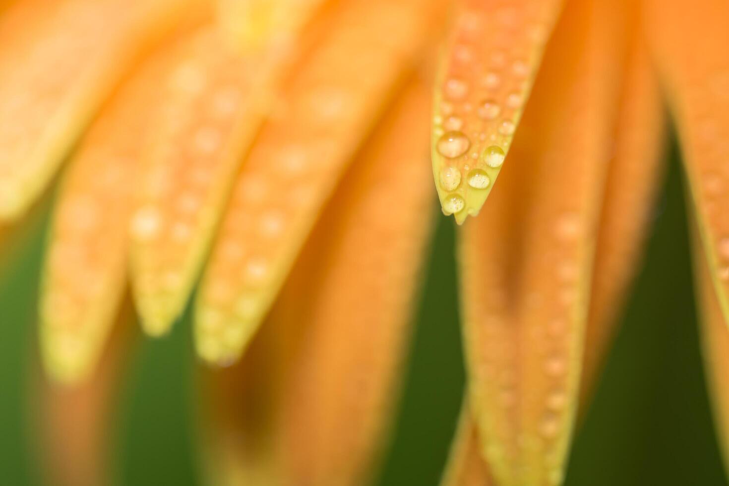 gocce d'acqua sulla gerbera arancione foto