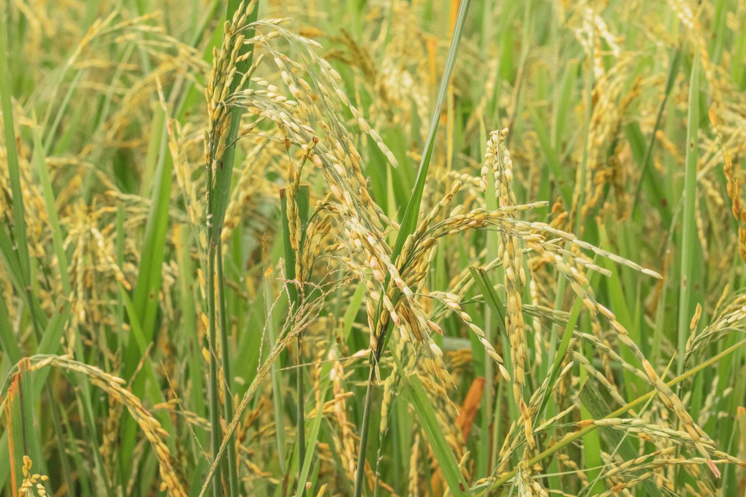 campo di riso verde foto