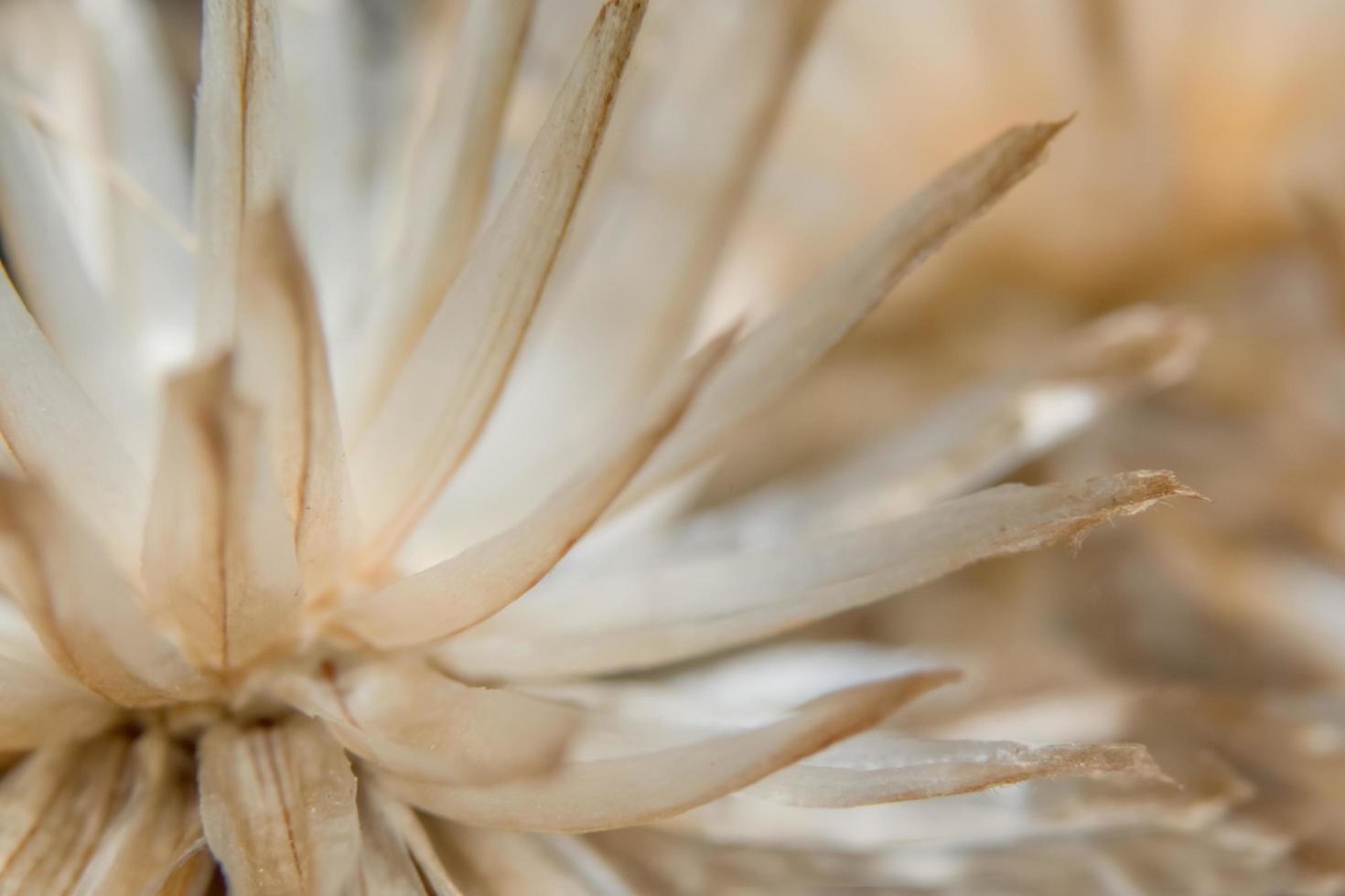 primo piano del fiore selvatico foto