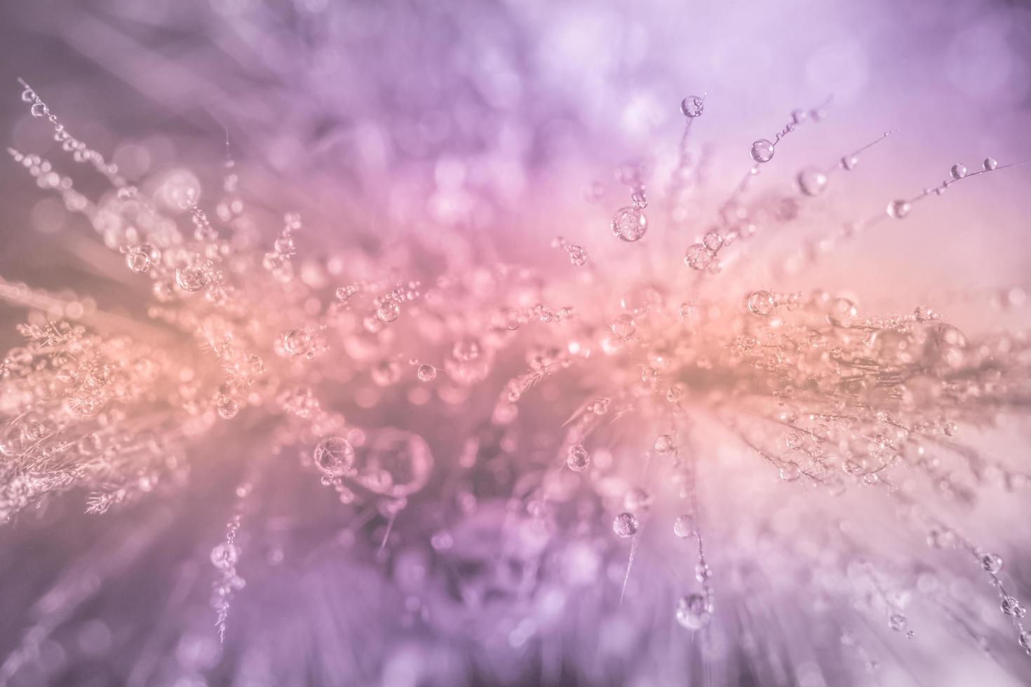 gocce d'acqua sulla pelliccia foto