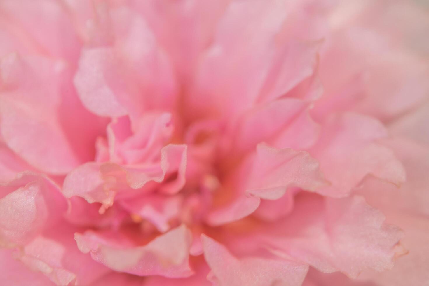 primo piano del fiore rosa foto