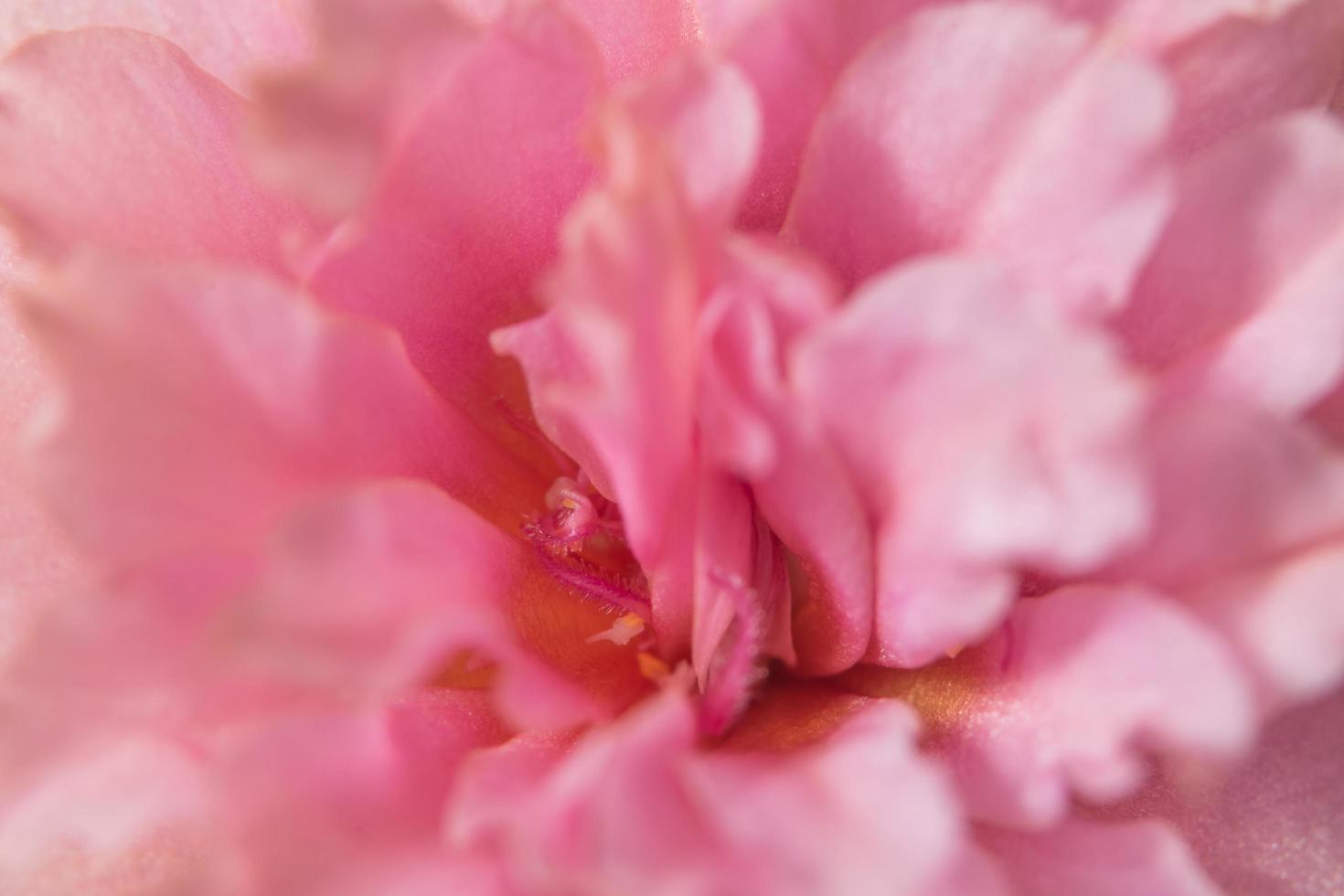 primo piano del fiore rosa foto