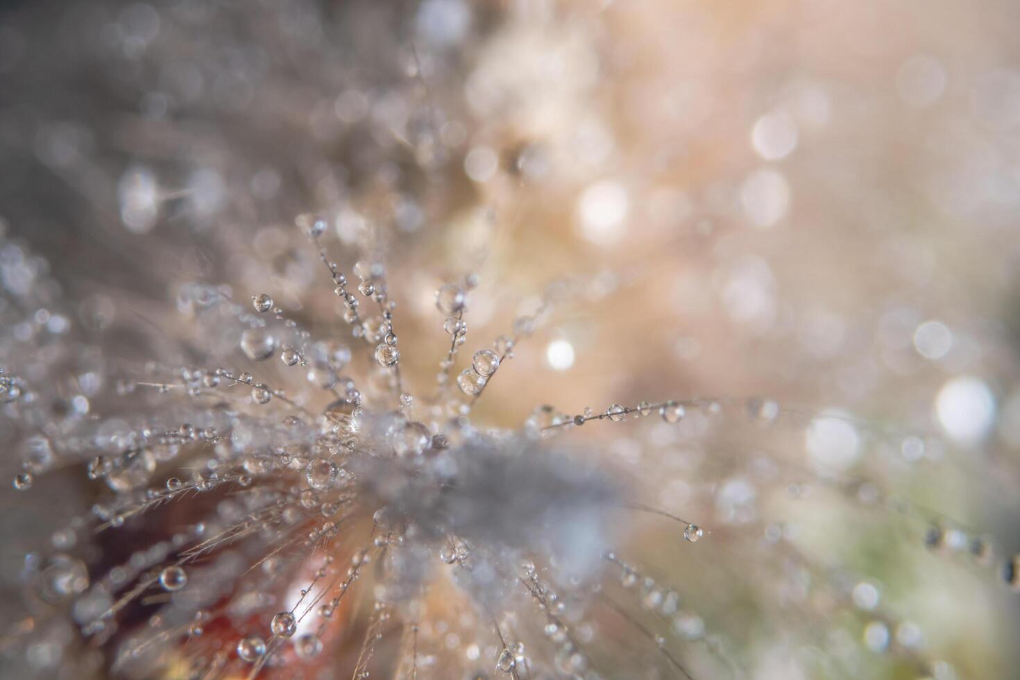 gocce d'acqua sulla pelliccia foto