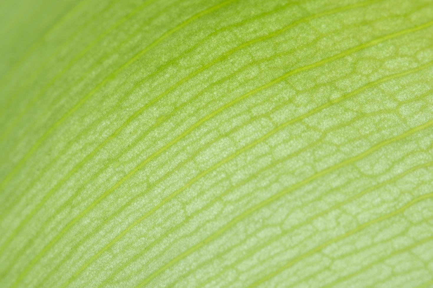 sfondo di un petalo di loto verde foto