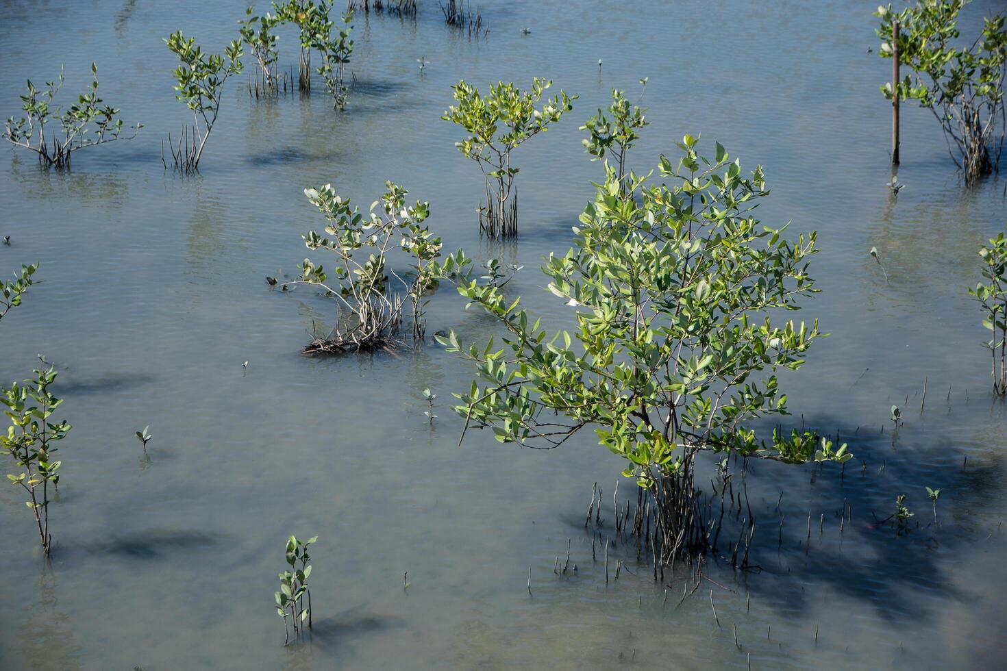 foresta di mangrovie in thailandia foto