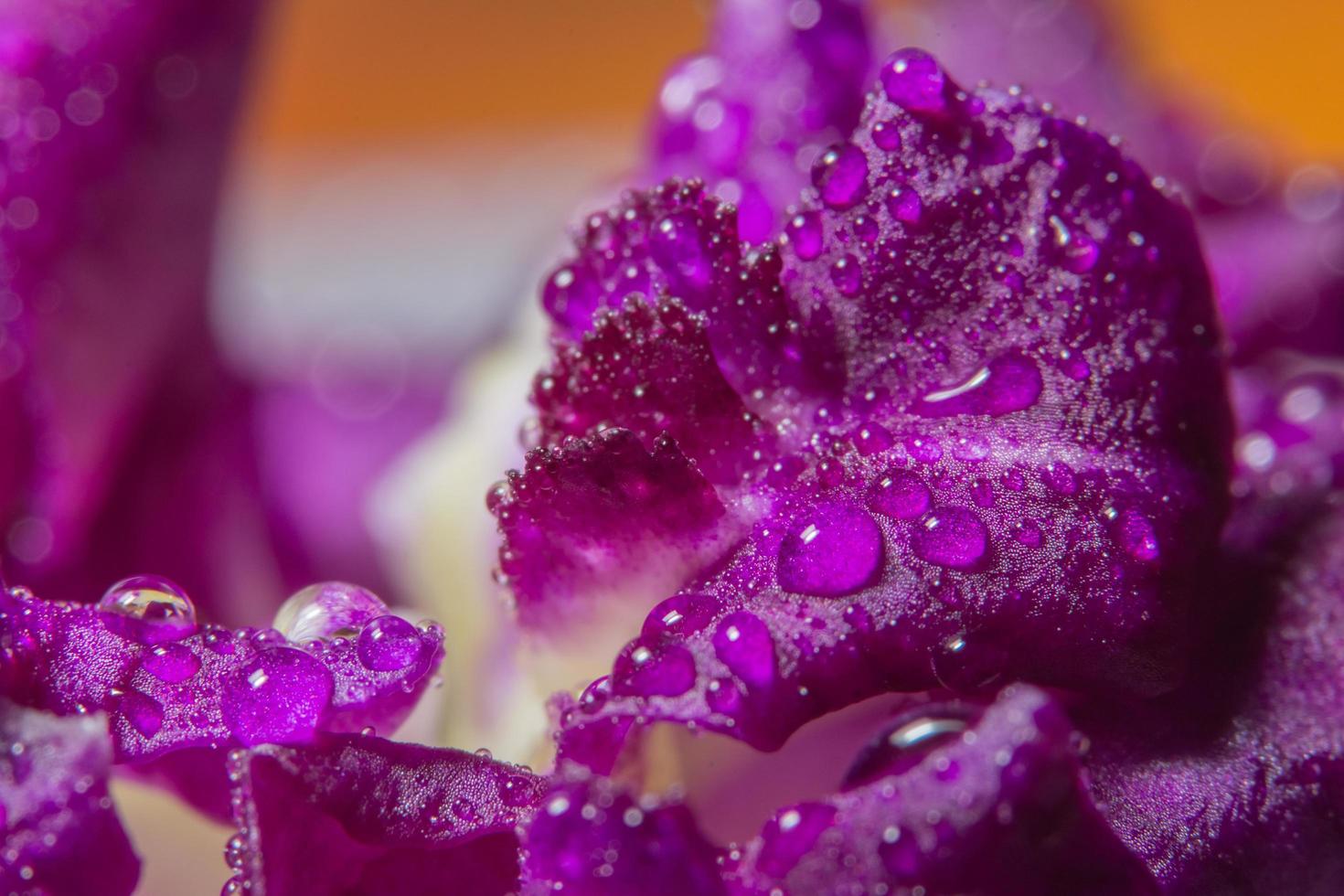 gocce d'acqua su petali di orchidea viola foto