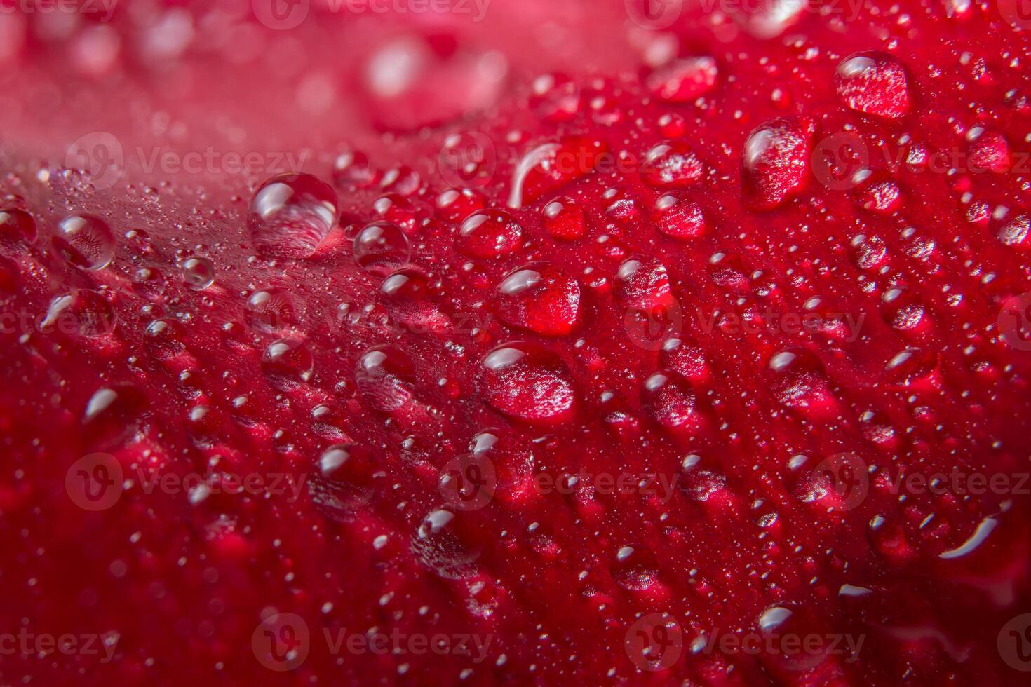 gocce d'acqua su una rosa rossa foto