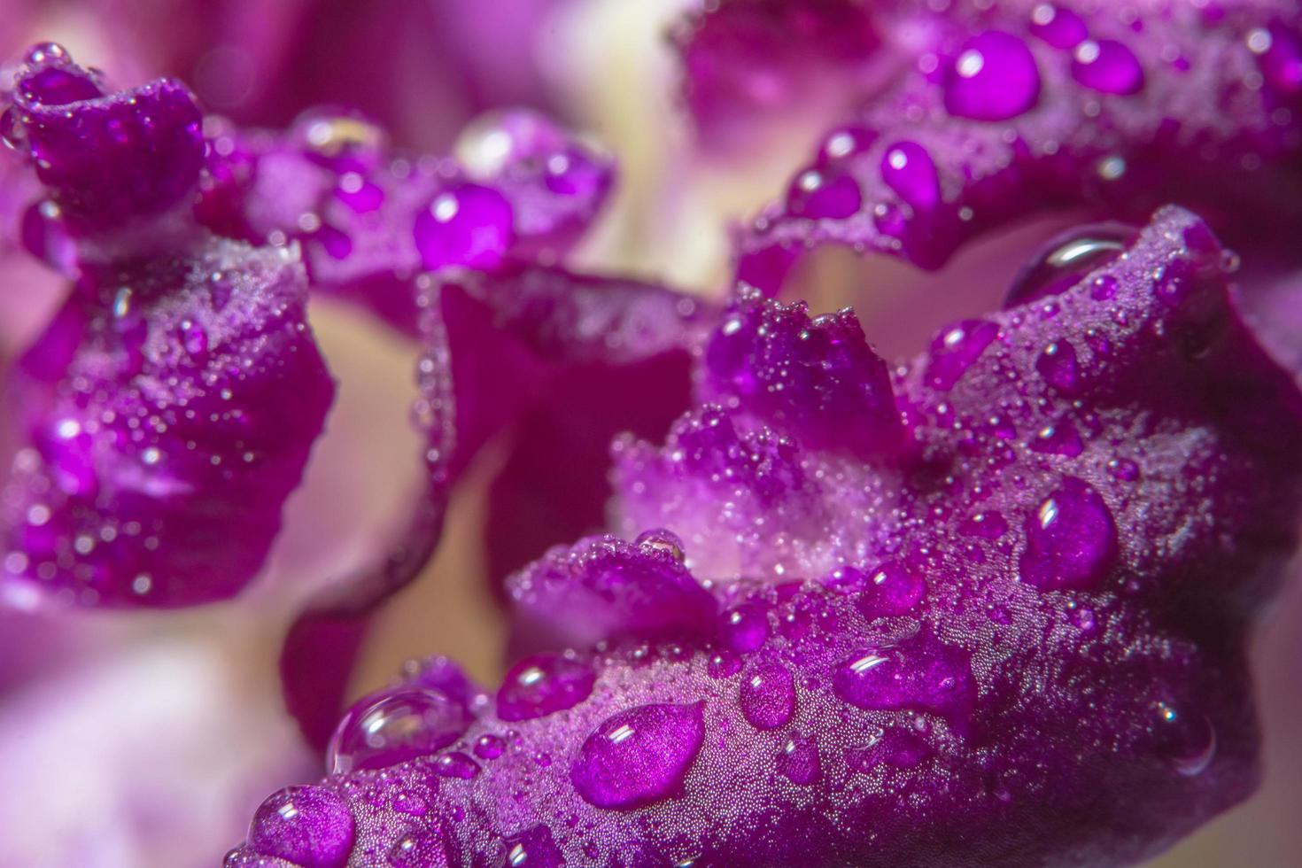 gocce d'acqua su petali di orchidea viola foto