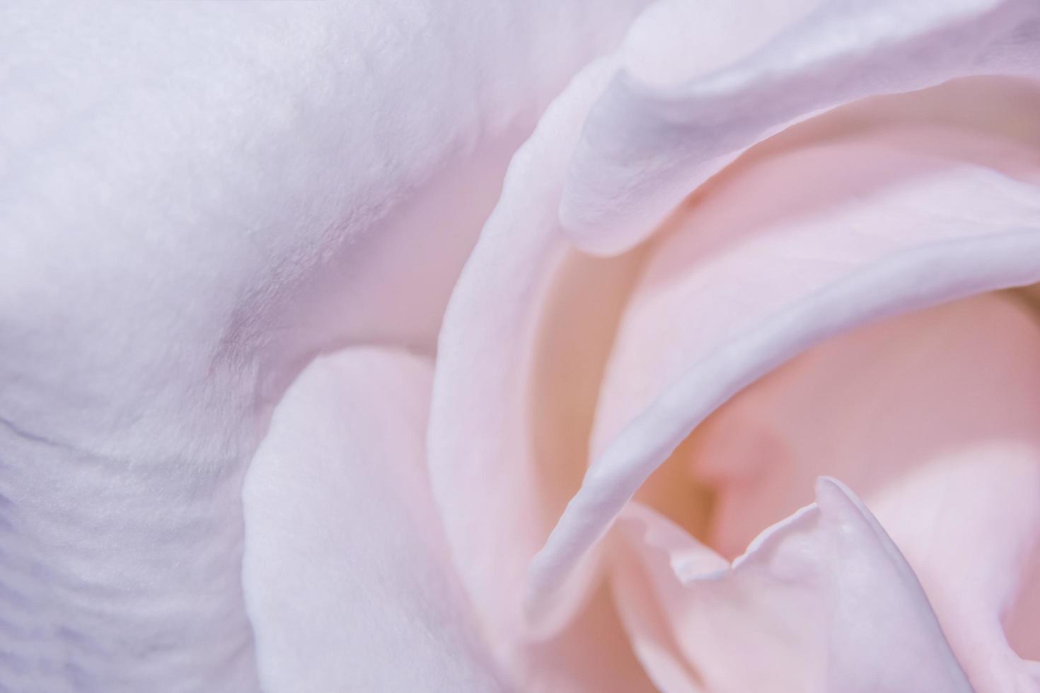 petali di rosa rosa foto