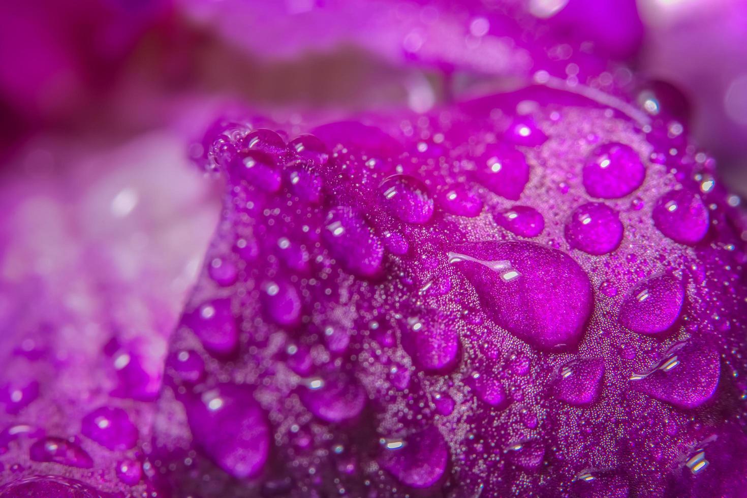 gocce d'acqua su petali di orchidea viola foto