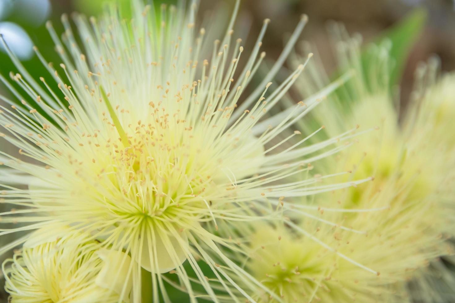 primo piano del fiore della mela di rosa foto