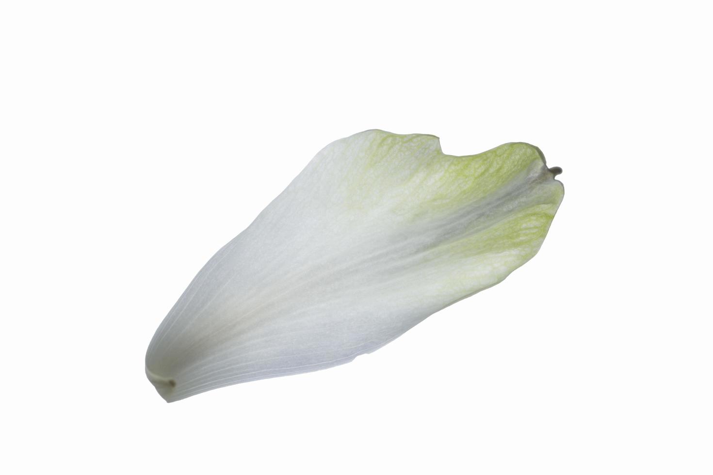 petalo di loto su sfondo bianco foto