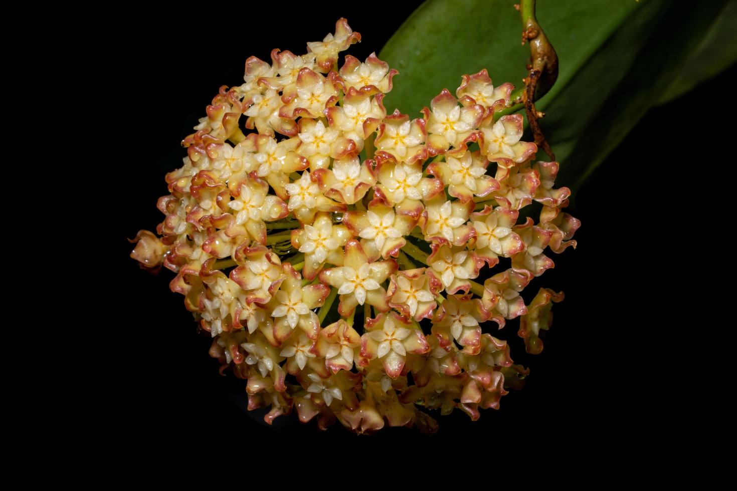 hoya giallo arancio fiore su sfondo nero foto