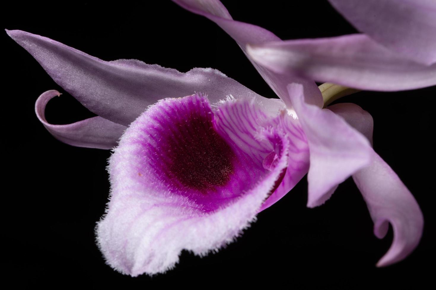 Close up di orchidea rosa foto