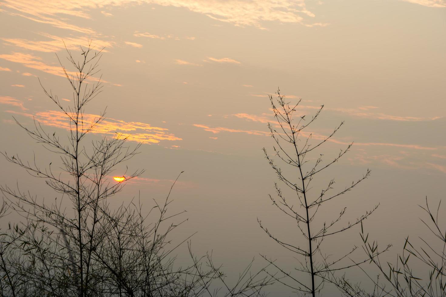 alberi al tramonto foto