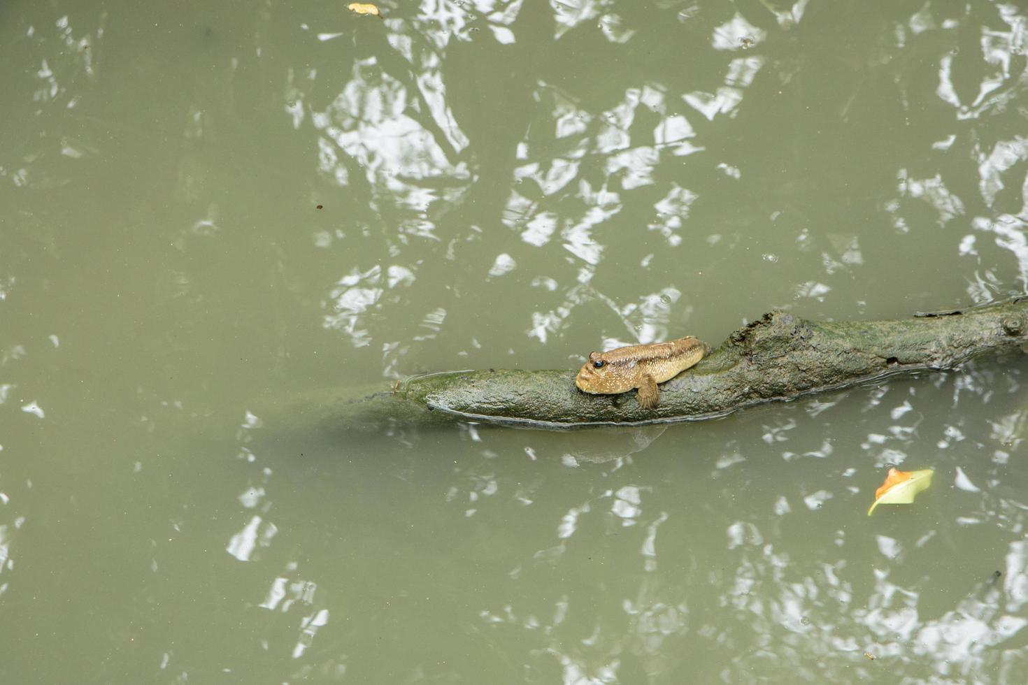 mudskipper nell'acqua foto