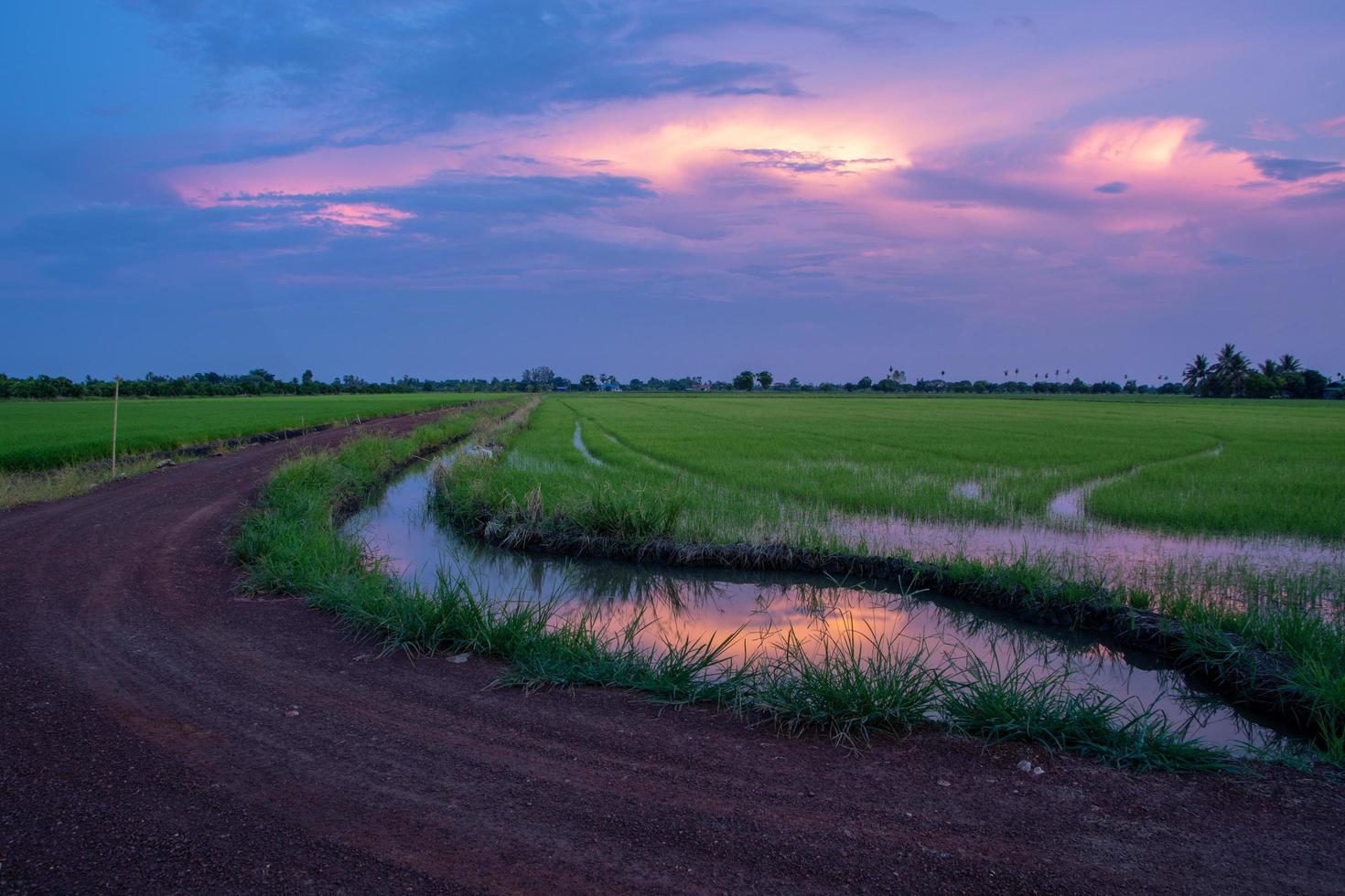 tramonto sul campo di riso foto