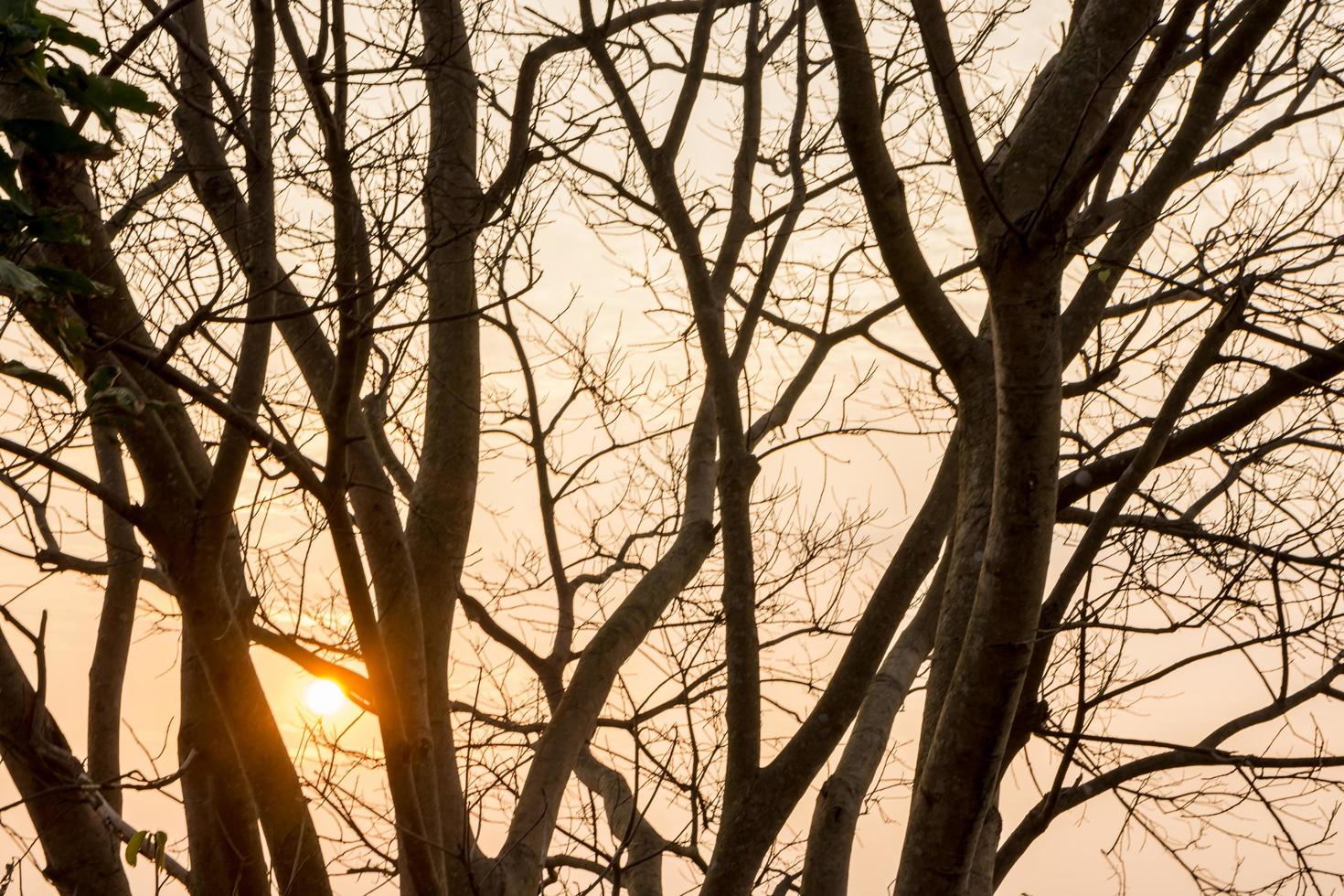 silhouette di alberi al tramonto foto