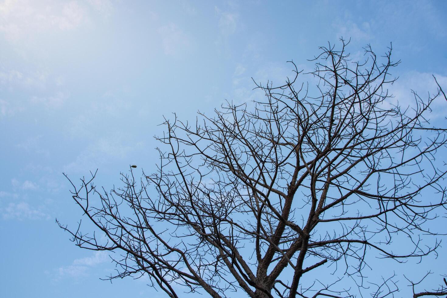 albero secco e cielo blu foto