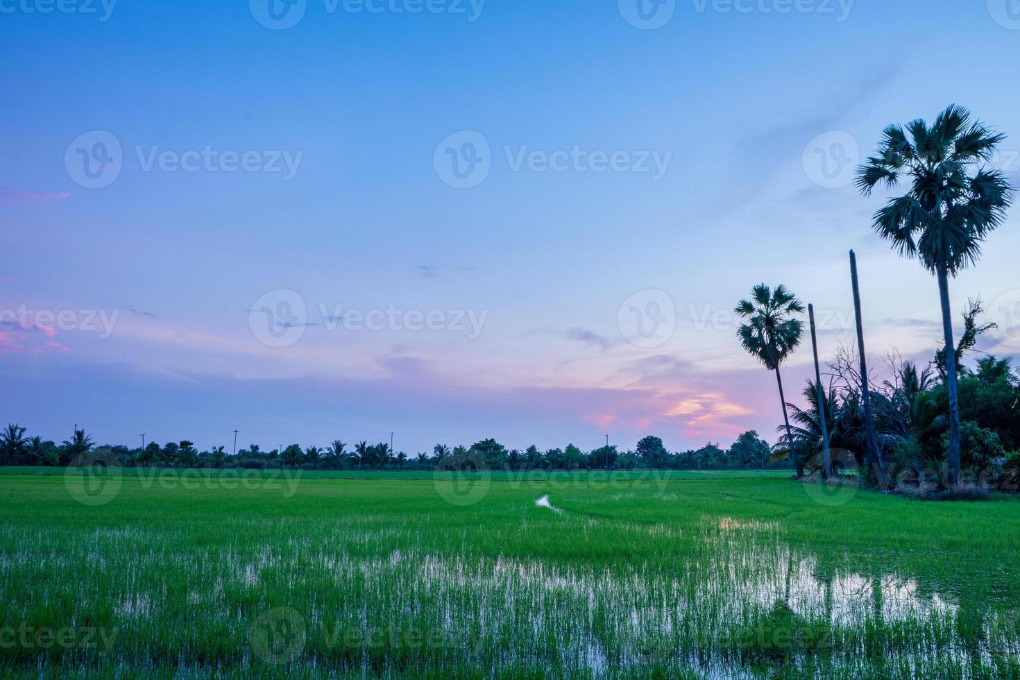 tramonto sul campo di riso foto