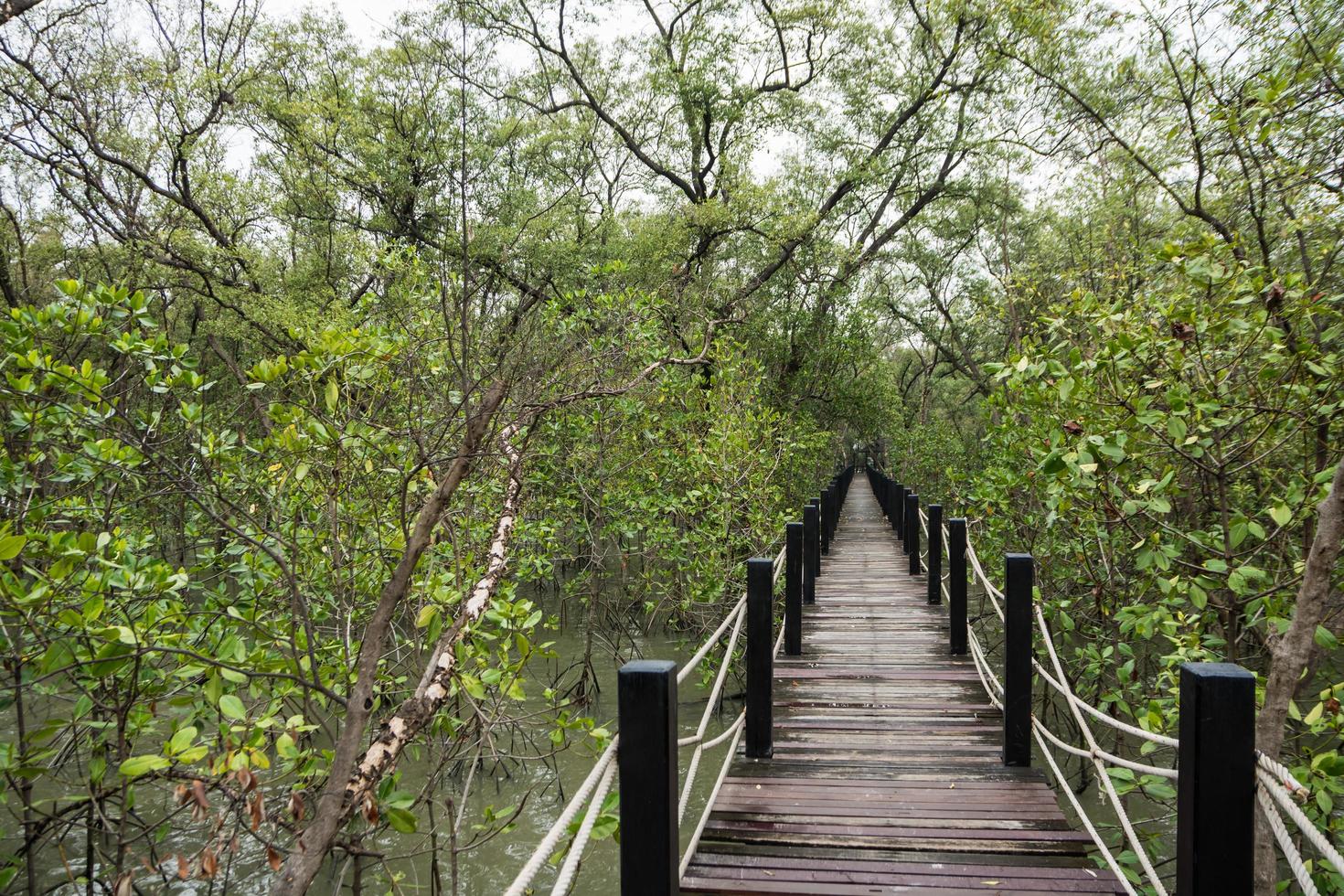 passerella nella foresta di mangrovie foto