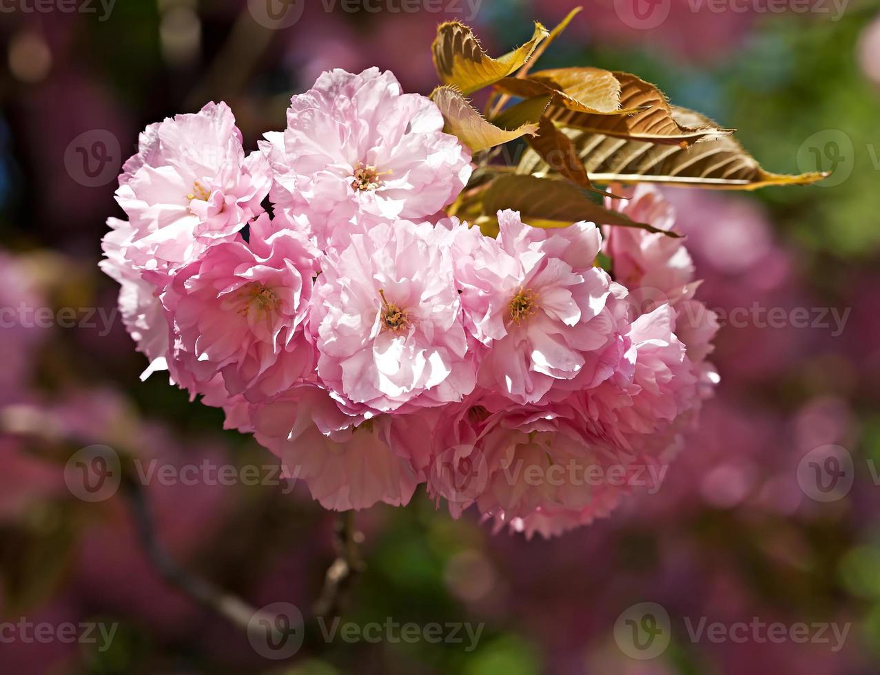 sakura. ciliegia fiori nel primavera foto