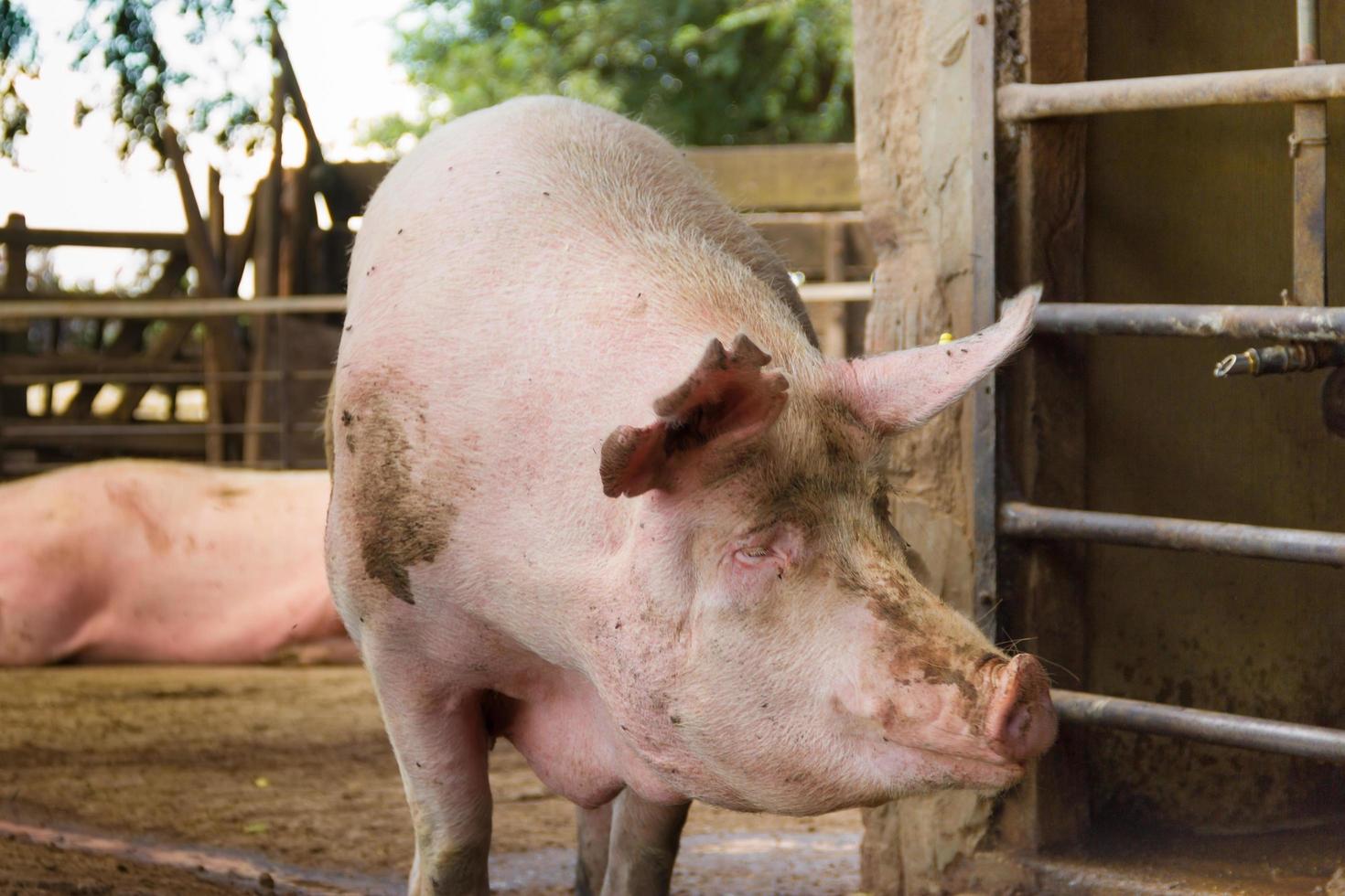 industriale maiali vivaio per consumare suo carne foto