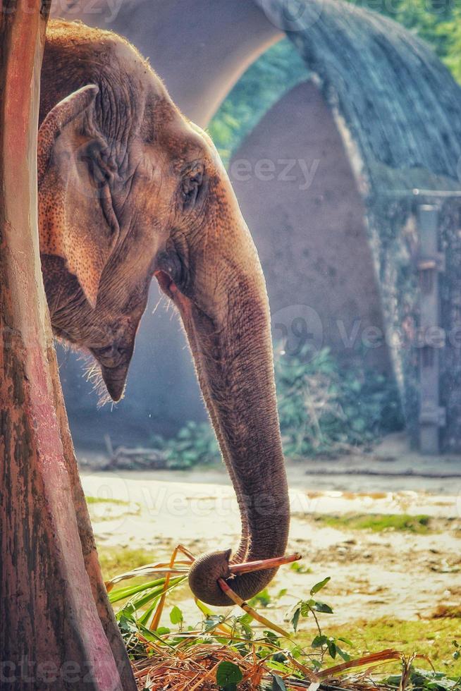 verticale tiro di un adorabile elefante nel il zoo foto