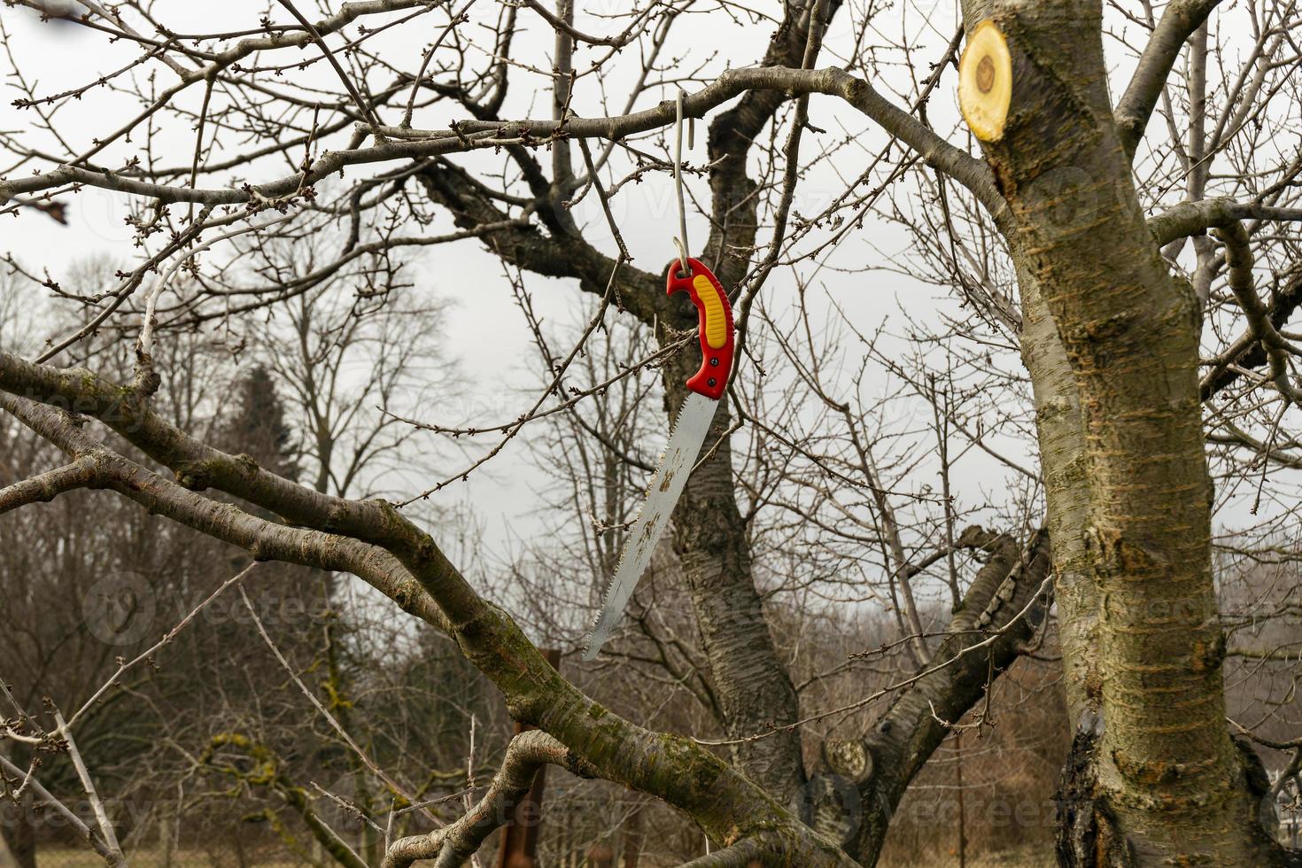 un agricolo attrezzo, un' sega sospeso su un' albero ramo dopo potatura. foto