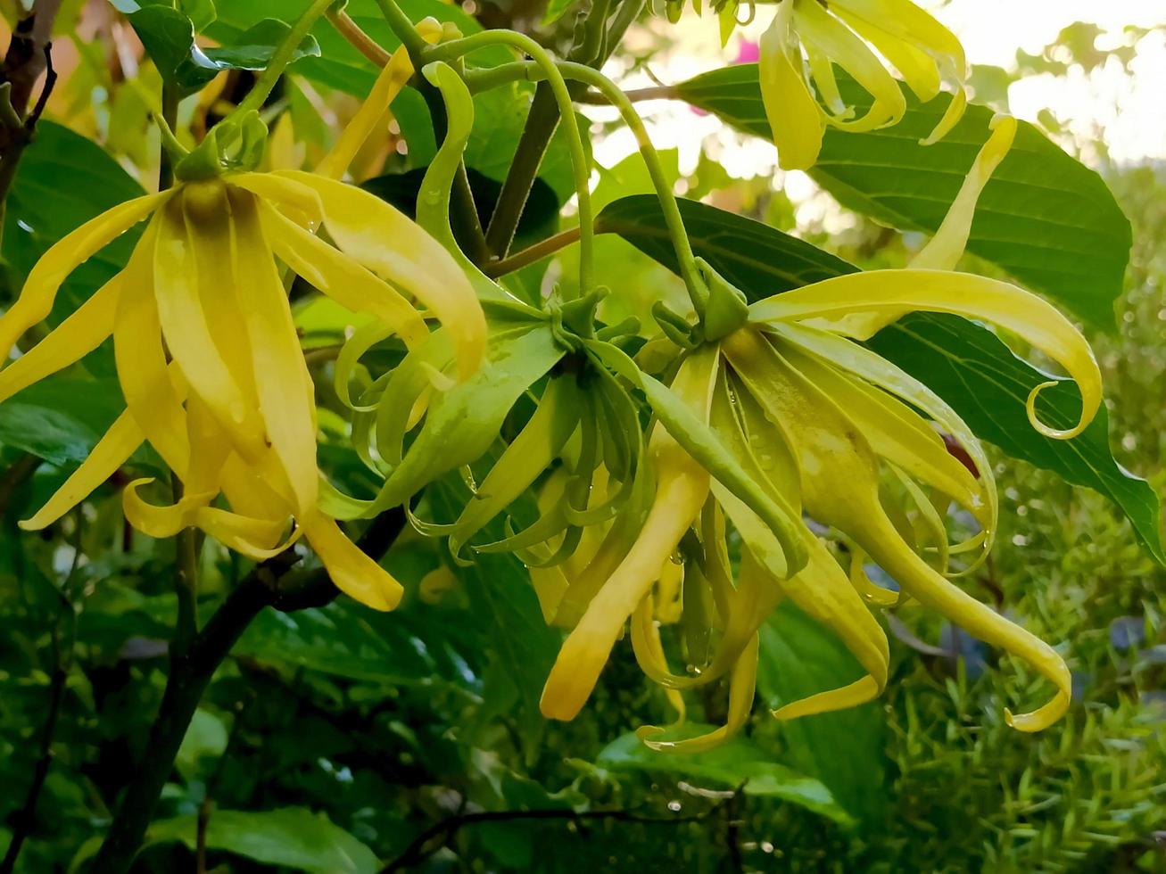 macro di un' giallo fiore su un' piovoso giorno. foto