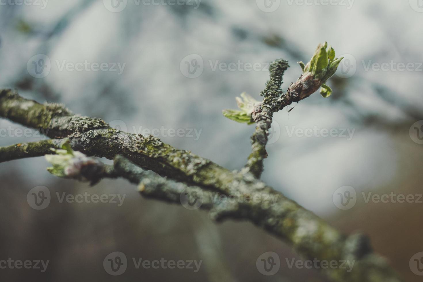 vicino su vecchio ramo con in crescita pianta mini cuffie concetto foto