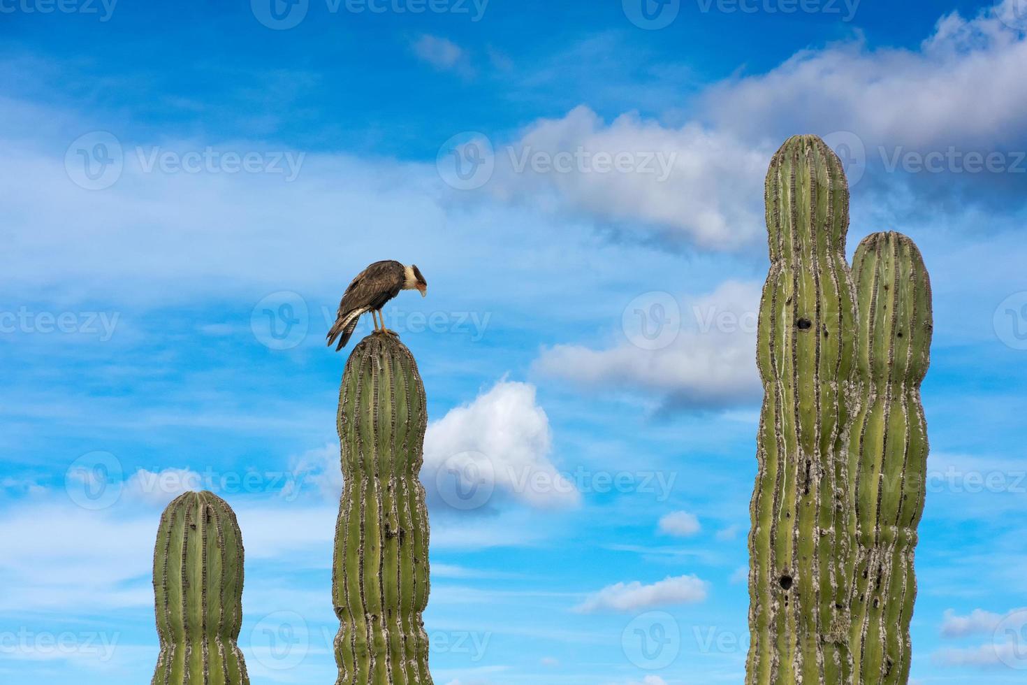 Caracara cheriway crestato falco su cactus foto