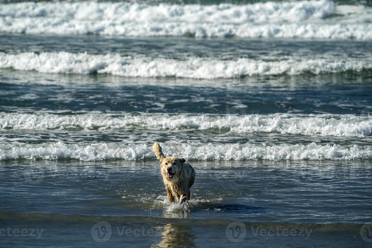 bianca lupo cane su il spiaggia foto