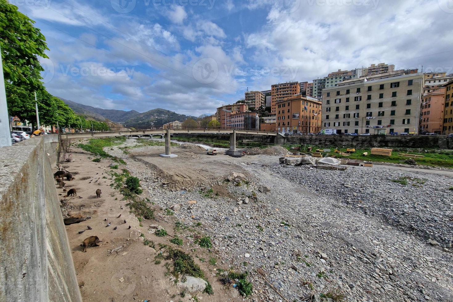 suino febbre selvaggio cinghiale nel Genova cittadina bisagno fiume urbano natura guardare per cibo nel spazzatura e riposo foto