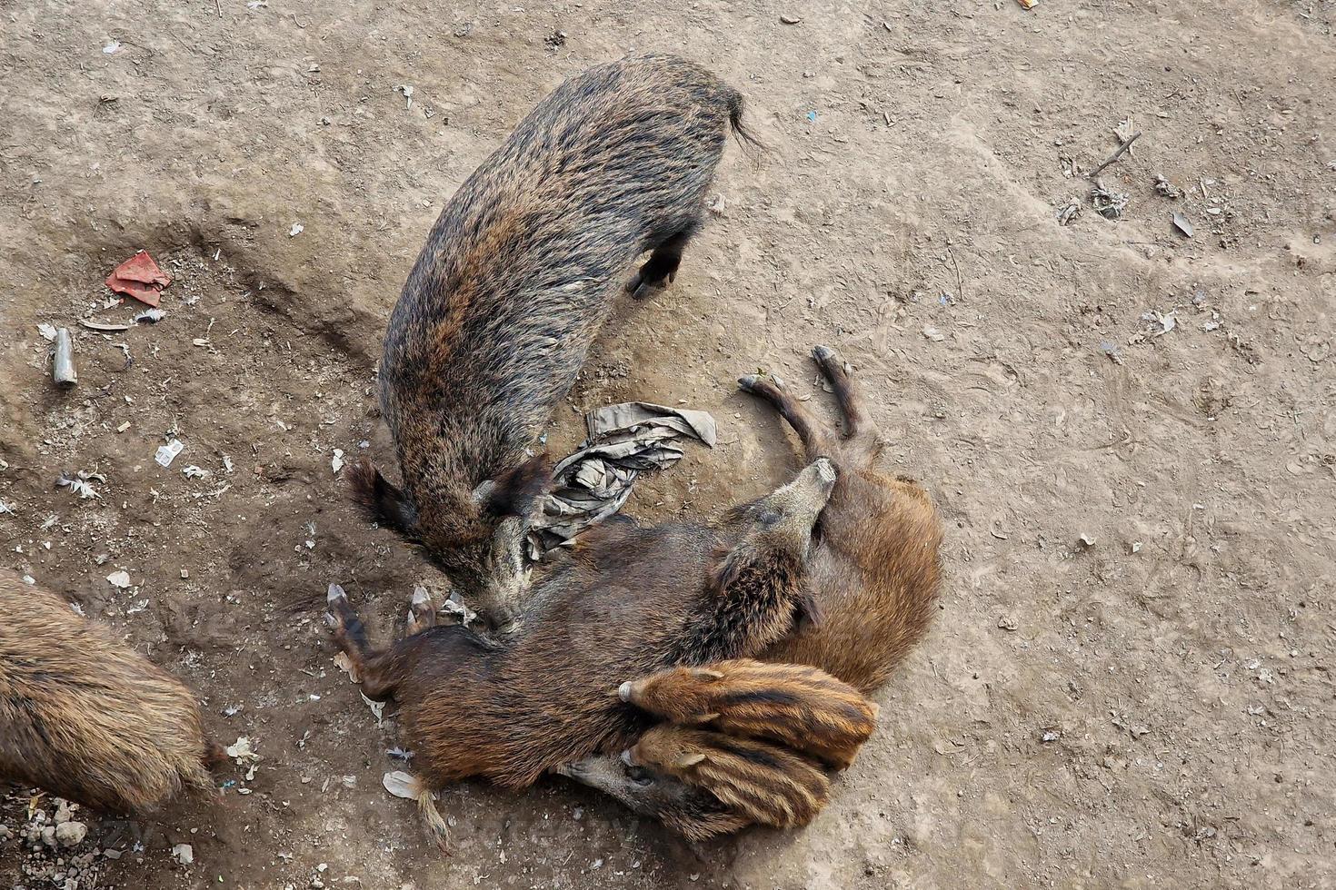 suino febbre selvaggio cinghiale nel Genova cittadina bisagno fiume urbano natura guardare per cibo nel spazzatura e riposo foto