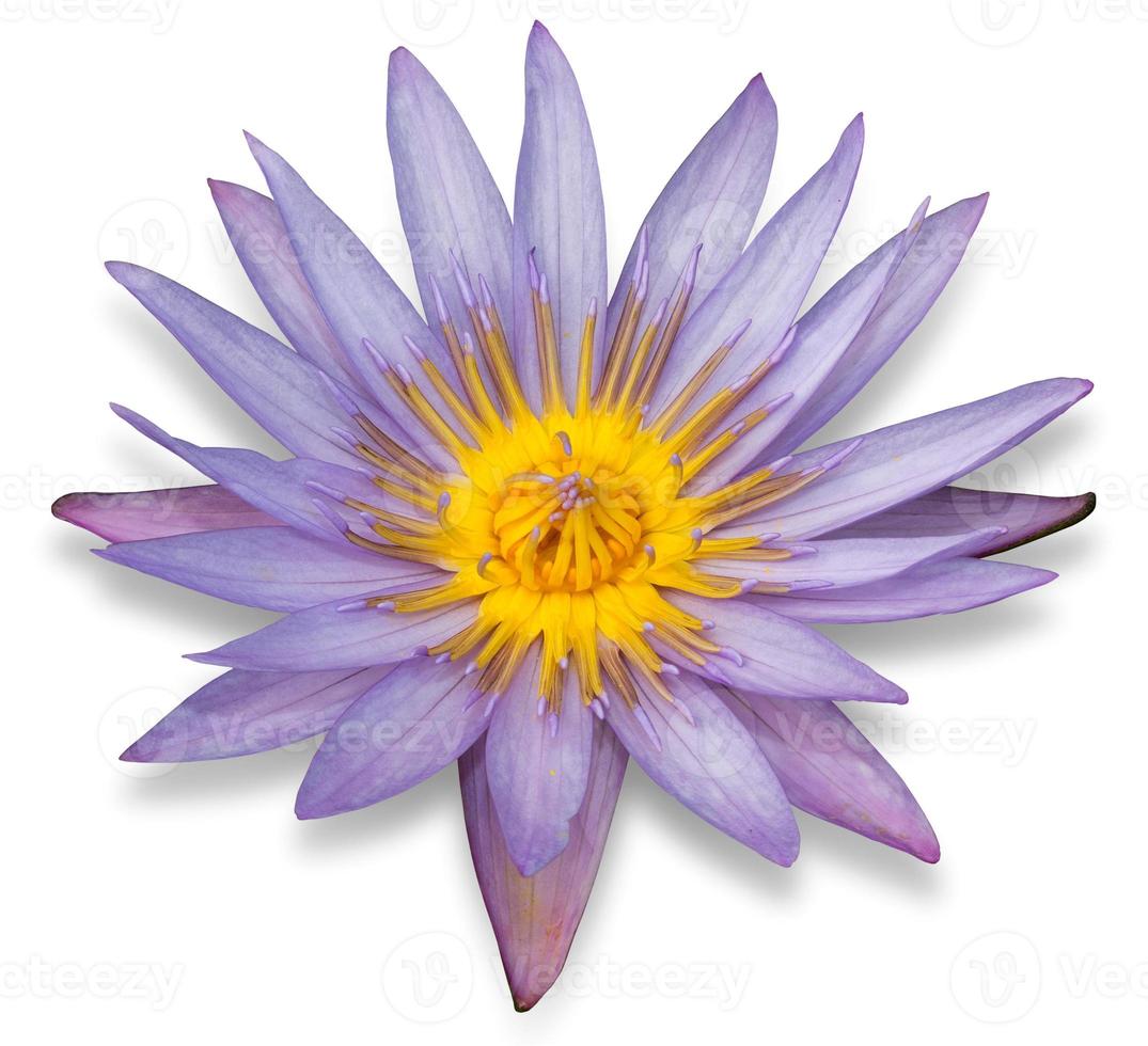 viola loto fiore isolato su bianca sfondo foto