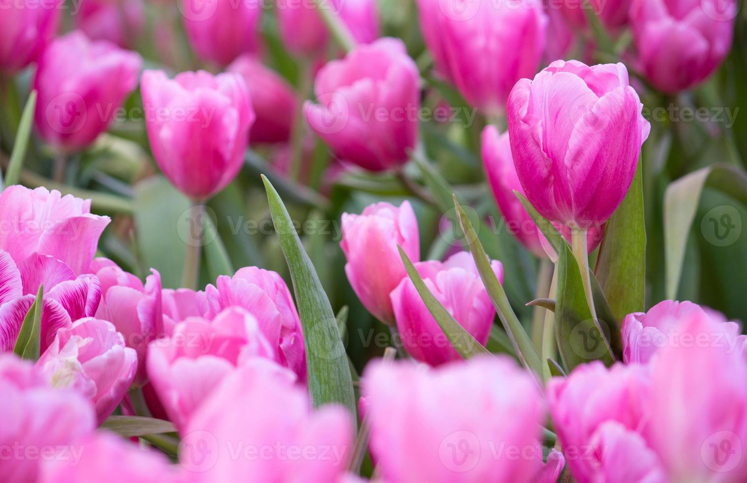 rosa tulipano fiore i campi fioritura nel il giardino foto