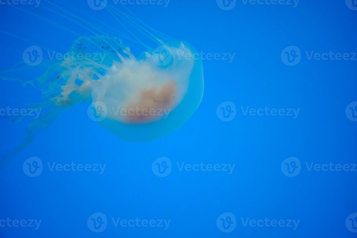 atlantico baia ortica gelatina pesce subacqueo foto