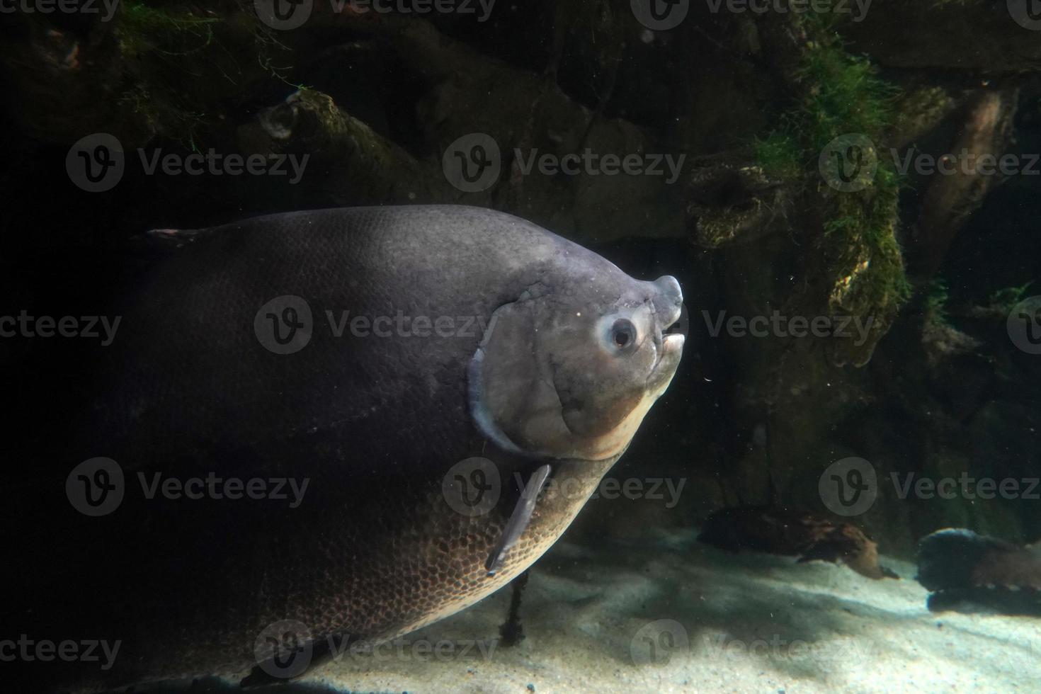 pirapitinga pesce subacqueo vicino su foto