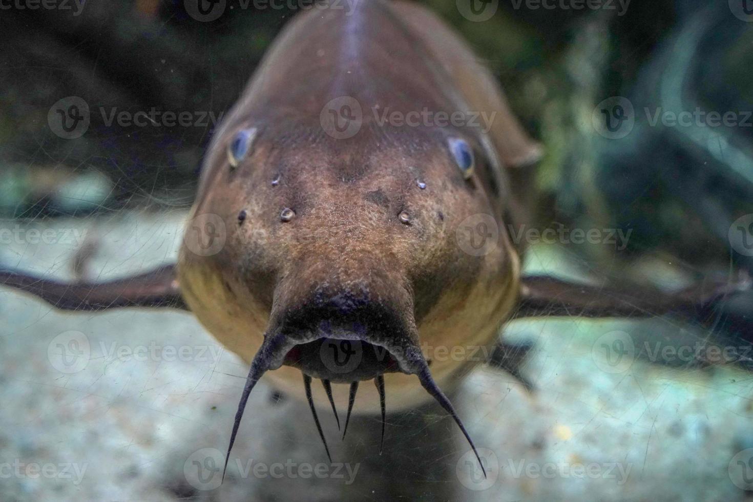 l114 leopardo cactus pleco pseudocanthicus cfr. leopardo meravigliosamente fantasia pesce foto